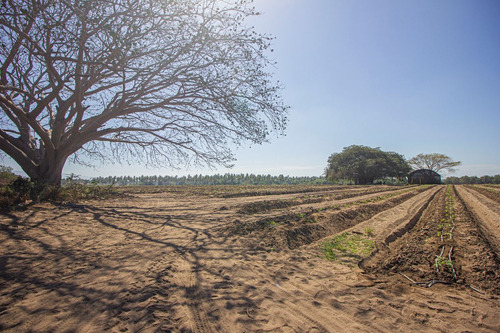 Venta De Terreno En Armeria, Colima