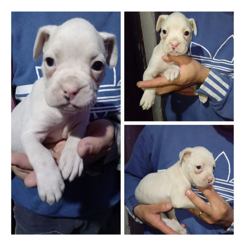 Cachorro Boxer Oferta 200mil