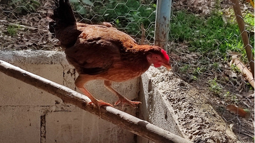 Gallinas Criollas , Isa Brown, Puerto Riqueñas , Pollos