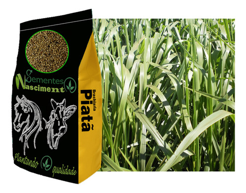 2kg Sementes De Brachiaria Piatã Resistente A Seca