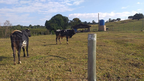 Imagem 12 de 17 de Sítio 5,6 Alqueires, 100% Tratoravel, Casa Sede, Casa De Caseiro, Poço Artesiano, 18 Cabeças De Gado, Porcos,galinhas, 2 Cavalos, Reservatorio De Agua - St00127 - 70193318