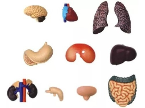 4d Vision Human Anatomy Modelo Torso Humano Medio 626203
