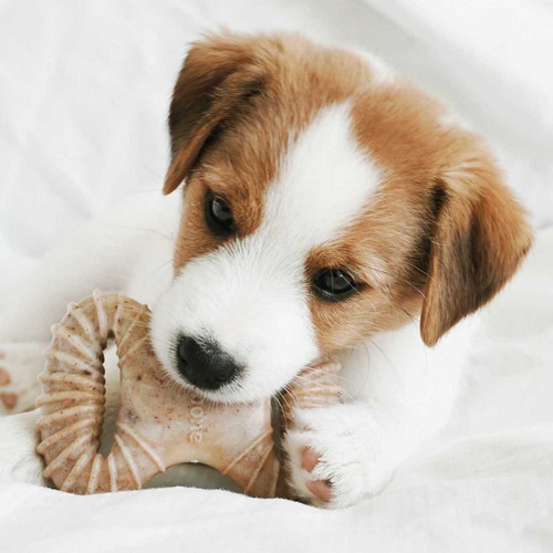 Imagen 4 de 10 de Hueso Benebone Puppy Wishbone/ Dental Chew 2pk Juguete Perro