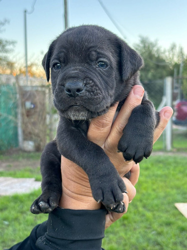 Cachorros Cane Corso