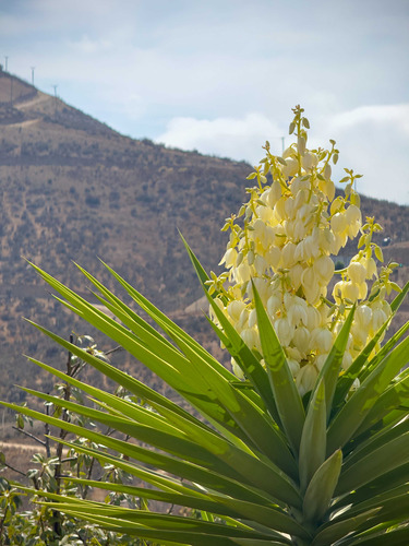 Vendo Parcela Con Amplia Casa Valle Del Elqui (95625)