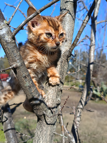 Gatita Hembra Bengal Con Pedigree Entr. Inmediata Brown