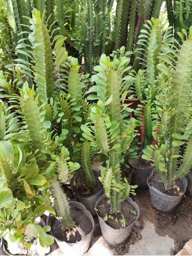 Euphorbia Trigona - Excelente Tamaño