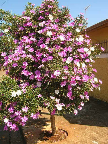Imagem 5 de 10 de 20 Sementes De Manacá Da Serra Anão Tibouchina Mutabilis