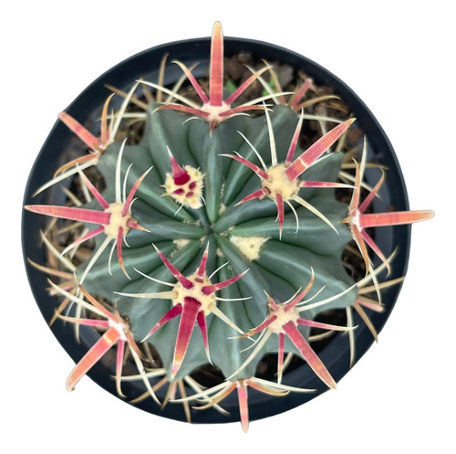 Cactos Barril Ferocactus Latispinus Espinhos Vermelhos Muda