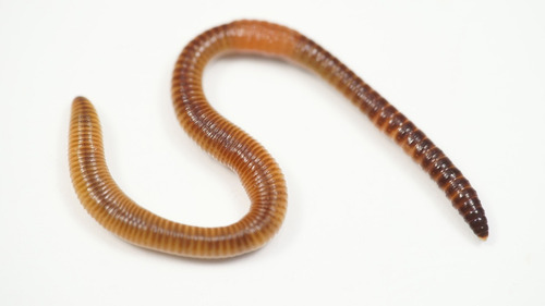 100 Minhocas Californianas Compostagem Pesca Produção Húmus