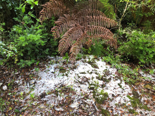 1,6 Hectáreas De Bosque Nativo A 20 Minutos De Puerto Varas