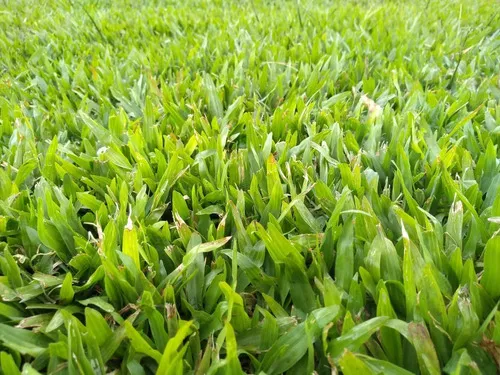 comprar Césped Grama Bahiana En Panes Del Campo A Tu Casa