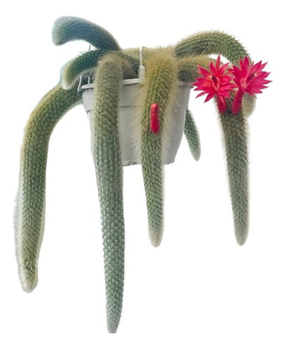 Cleistocactus Colademononis - [cola De Mono]