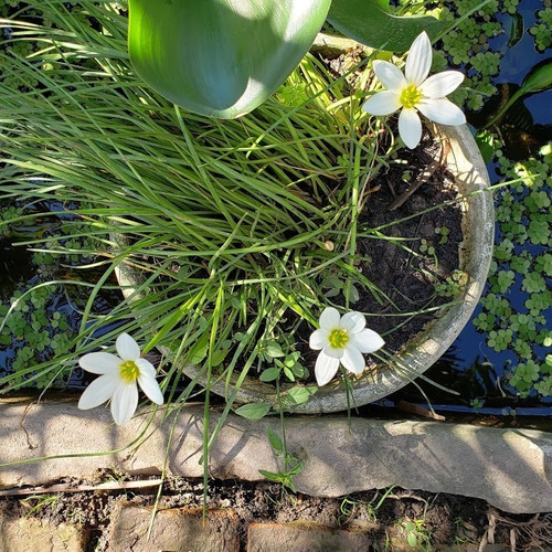 Azucena Del Río (zephyranthes Candida) Maceta 16