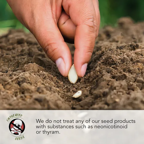 Seed Needs, Semillas De Pepinillo Agrio Mexicano Para Planta