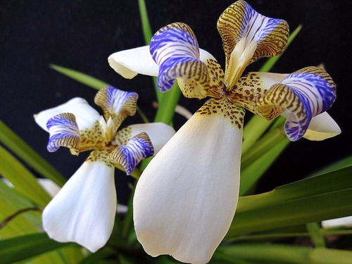 20 Sementes Iris Sortidas Flor De Lis Flores Bulbos P/ Mudas | MercadoLivre