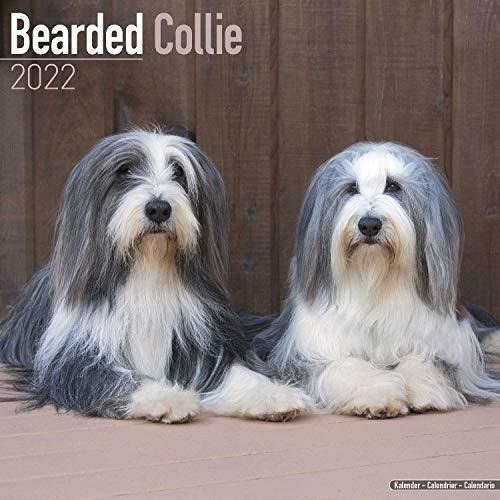 Bearded Collie Calendar - Dog Breed Calendars - 2021