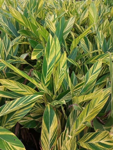 Mudas De 3 Alpinia Zerumbet E 5 Helicônia Rostrata.
