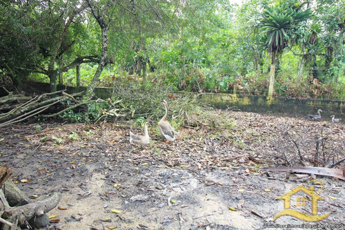 Imagem 29 de 30 de Sítio - Sítio No Bairro Chácaras Tamoios, 0 Metros Da Praia, Peruíbe-sp - 2950