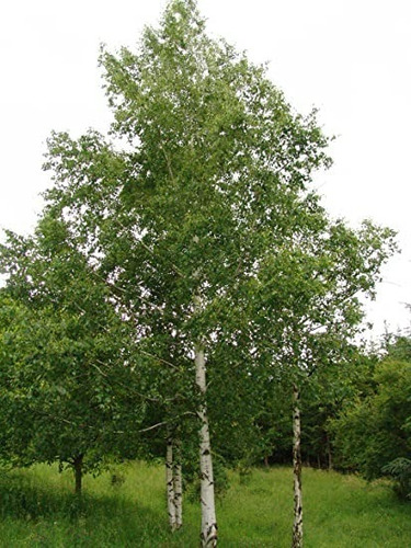 Abedul (betula Alba )