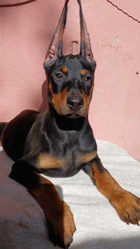 Doberman Cachorros Garantía Impresa De Salud Y Pureza Racial Golondrinos