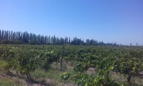 Imagen 2 de 24 de Finca Organica En San Rafael, Mendoza , Ideal Inversor!!
