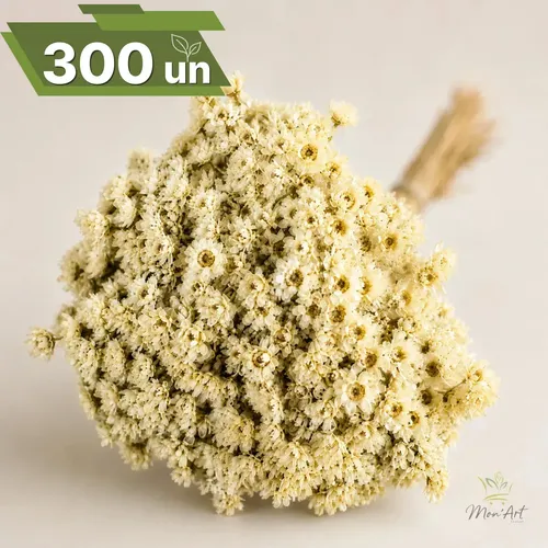Flor Desidratada Sempre Viva C/300un I Flores Branca Decoração Festa Cor Branco
