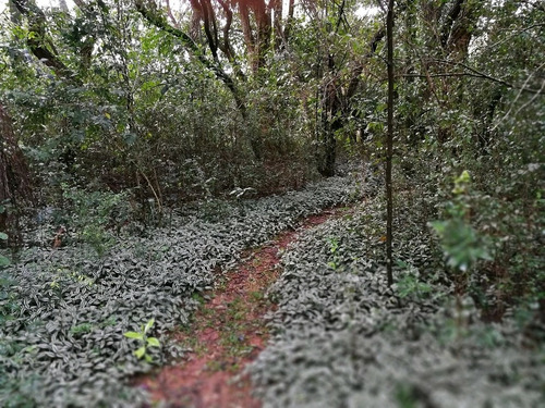 Imagen 2 de 9 de Visite Parque Kunu¿u Renda, A 7 Km. De Caacupé