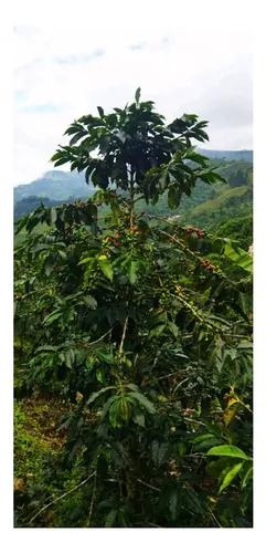 Vendo Lote En Los Andes Antioquia