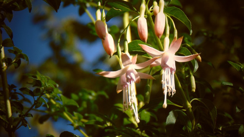 Chilco Blanco Fuchsia Magellanica