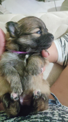 Imagem 5 de 5 de Spitz Alemão Anão