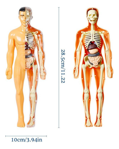 Kit De Maqueta De Torso De Cuerpo Humano 3d Science De 1 Pie