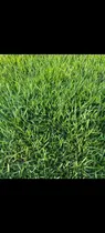 Comprar Grama Esmeralda, Grama San Agustín, Grama Maní De Jardín