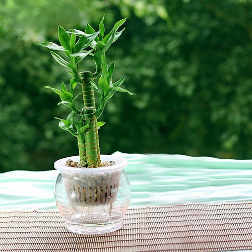 Sobre Para Sembrar 15 Plantas Cañas Bambu Mini Decoracion