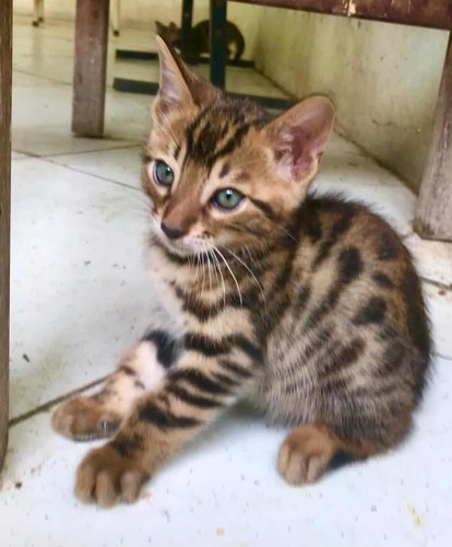 Gato De Bengal