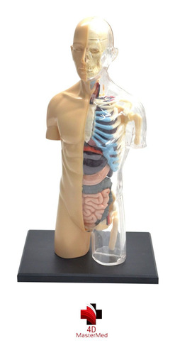 Modelo Do Corpo Humano - Torso Transparente 083 - 4d Master