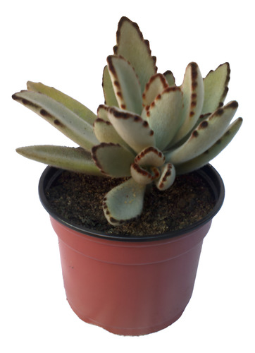 Kalanchoe Tomentosa Oreja De Gato Panda Crasas Suculentas