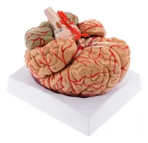 Comprar Wichemi Modelo De Cerebro Humano De 8 Partes