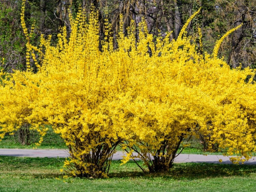 Forsythia Suspensa ( Arbol ) 70 Cm A 1 M Forsitia Unicas