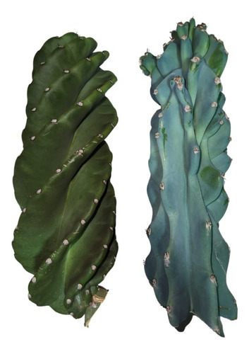 Kit Estacas Cactos Parafusos E Monstro Azul