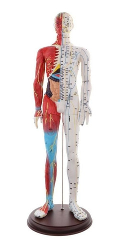 Modelo De Anatomía Del Esqueleto Y Musculo Humano 4d-vision