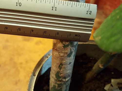 Lechero Africano Planta De La Vida 30 Centímetros Madura