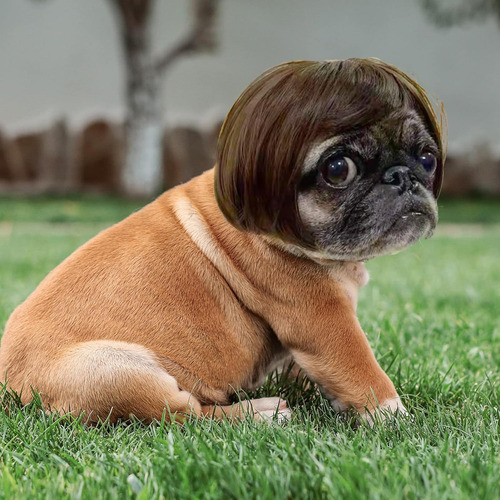 Peluca Para Mascota De Estilo Carré, Flequillo Recto, Marrón