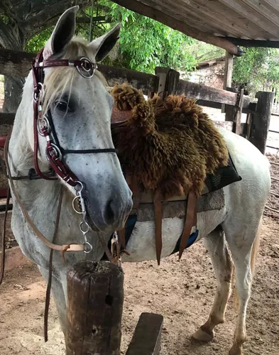 Traia De Frente Para Qualquer Raça De Cavalo Cabeçada Com Regulagem Amarela