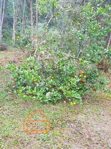 Imagem 11 de 12 de Chacara Com Otimo Valor Proximo A Represa Em Juquitiba-sp