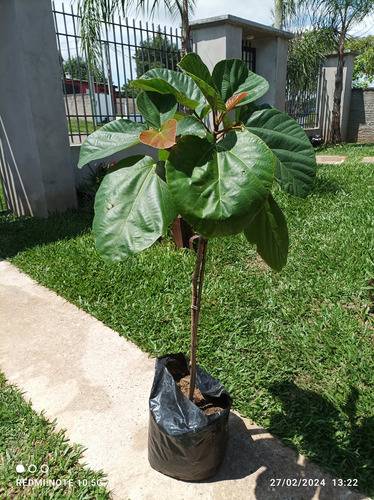 Planta Higuera Del Himalaya