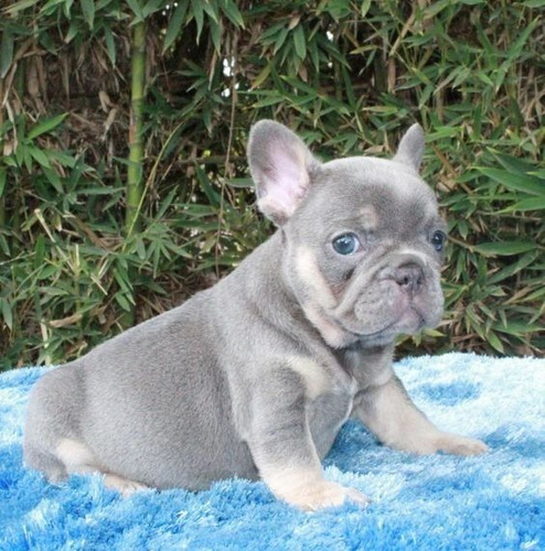 Cachorros Bulldog Francés Blue And Tan Exóticos Perros 