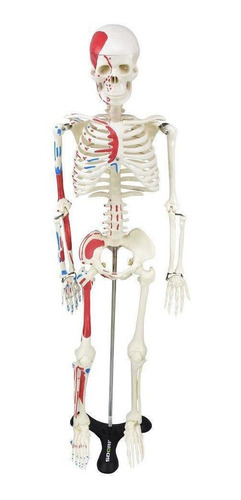 Esqueleto Humano 85 Cm Origens, Inserções Musculares Haste E