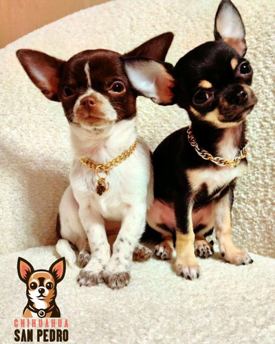 Chihuahua 6 Marrón
