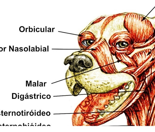 04 Poster 60x90cm Anatomia Corpo De Cães Gatos Veterinária